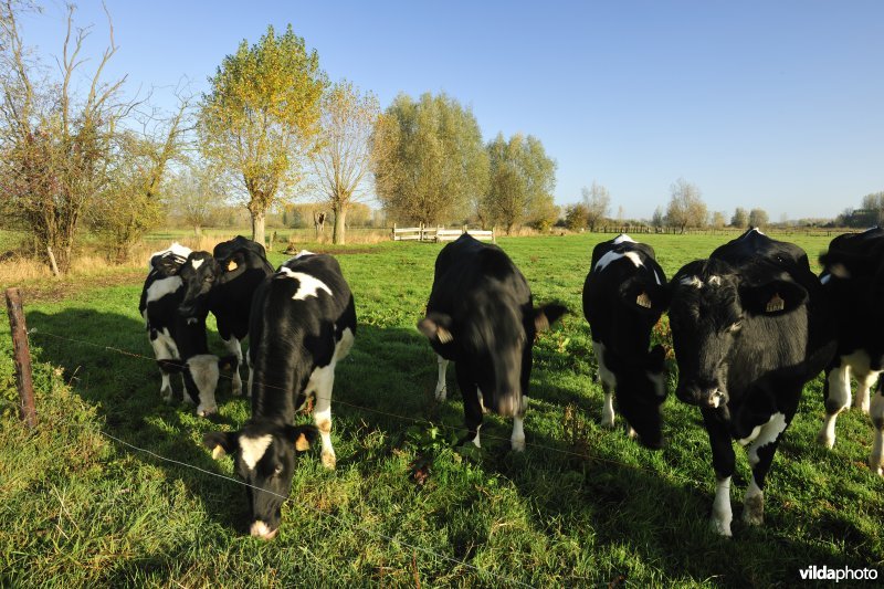 Aeldries in de Kalkense meersen