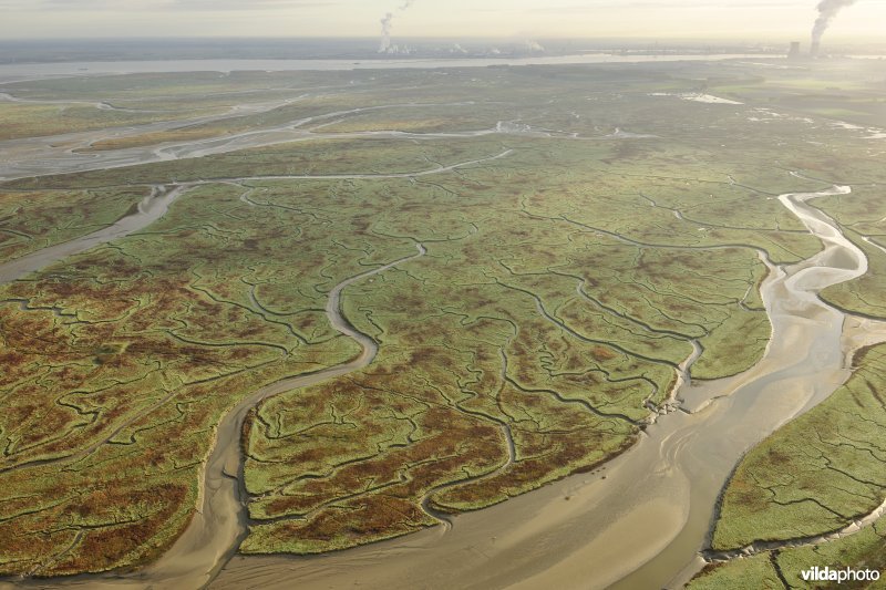 Verdronken land van Saeftinghe