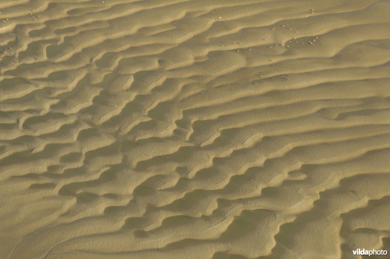 Zandbanken in het Verdronken land van Saeftinghe