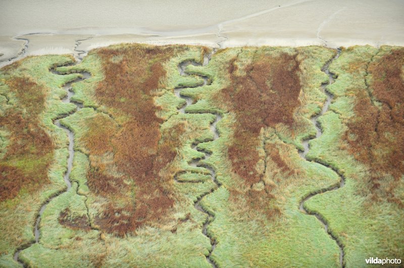 Verdronken land van Saeftinghe