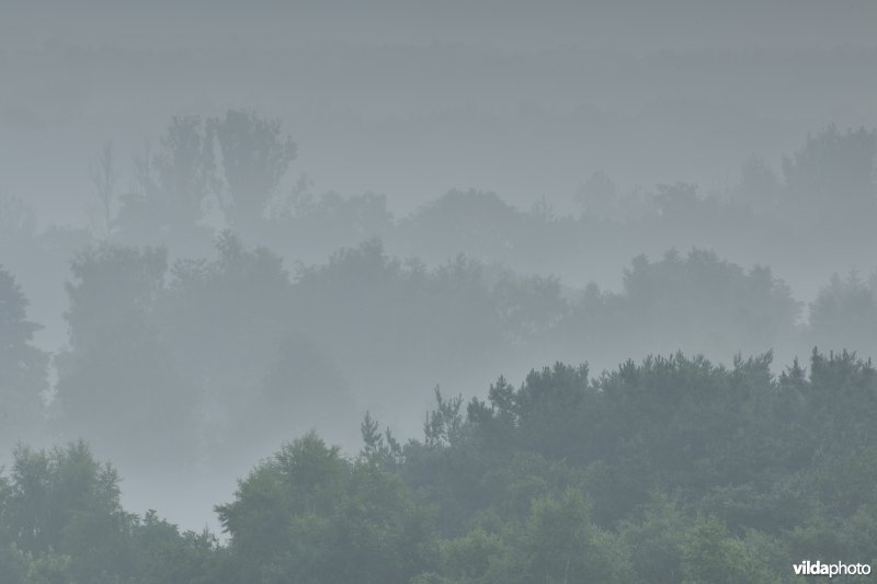 Moerasbossen in de Zwarte beekvallei