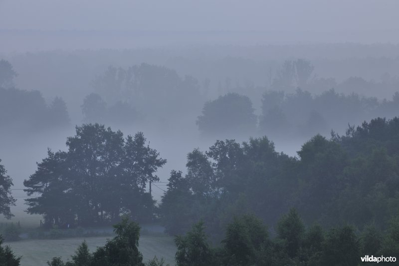 Moerasbossen in de Zwarte beekvallei