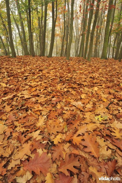 Herfst in Amerikaanse eikenbos op donk