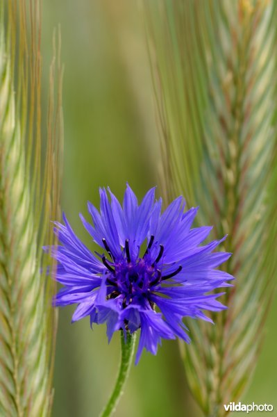 Korenbloem tussen rogge