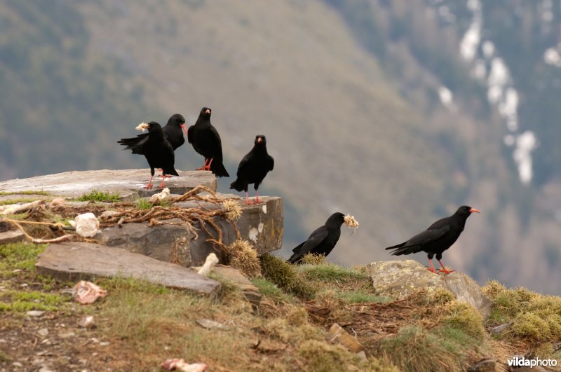 Familiegroep alpenkraaien