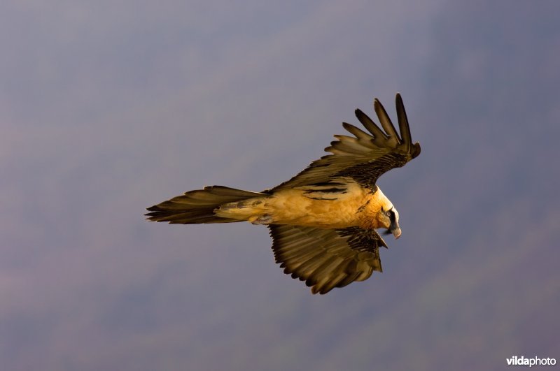 Lammergier in vlucht