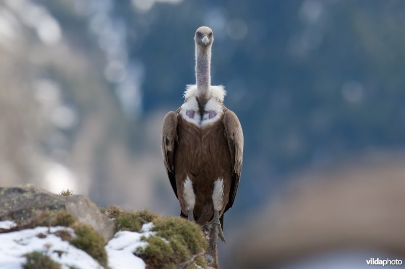 Vale gier op rotspunt