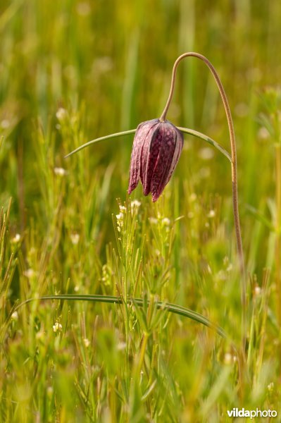 Bloeiende kievitsbloem