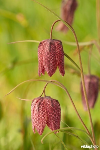 Bloeiende kievitsbloem