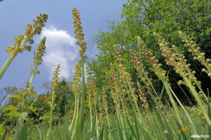 Poppenorchissen in kikvorspersepctief