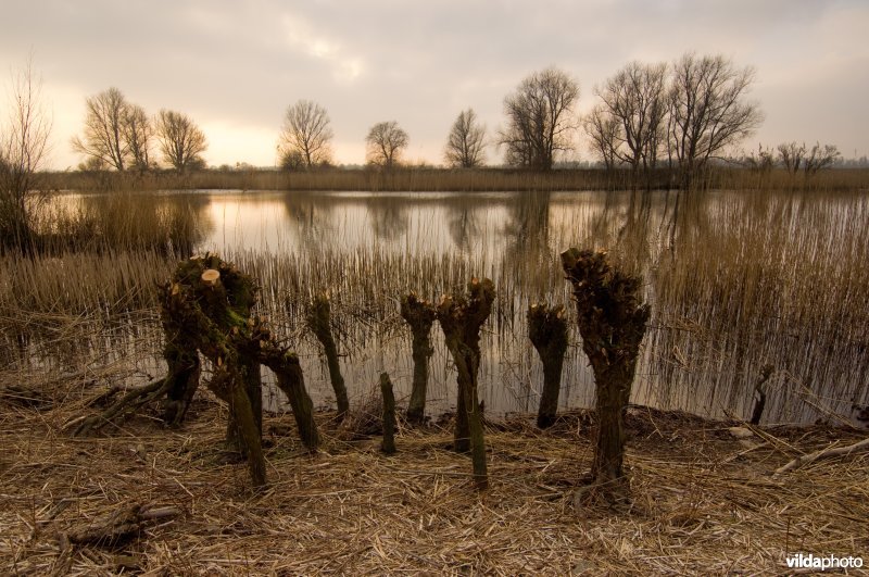 Knotwilgen in De Biesbosch