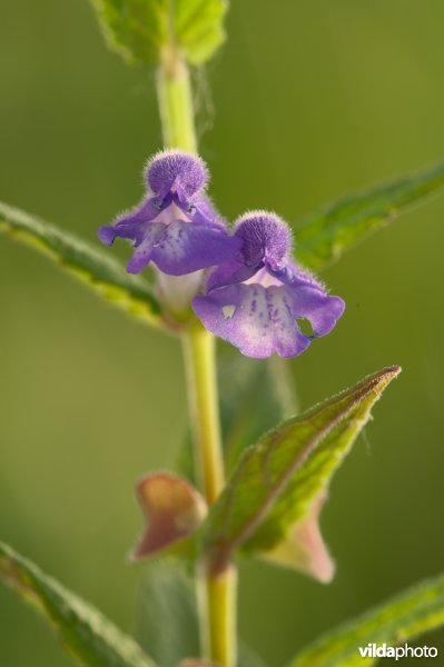 Blauw glidkruid