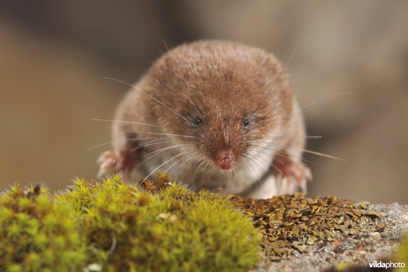 Iberische bosspitsmuis