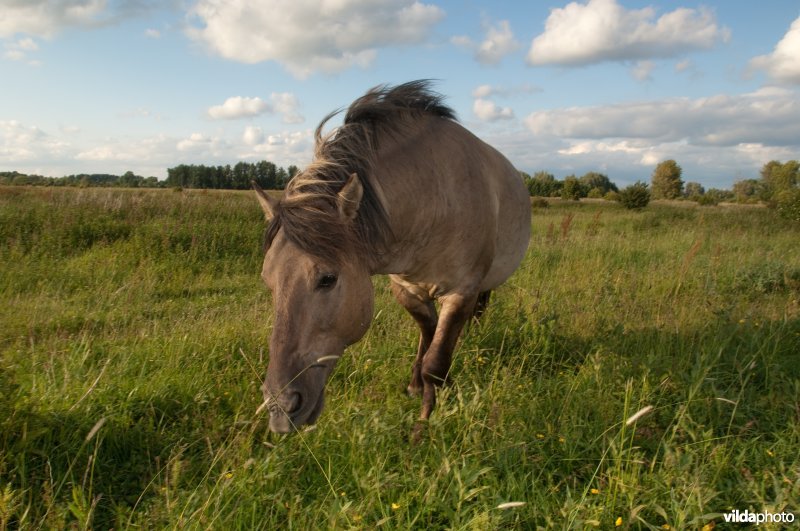 Konikpaard