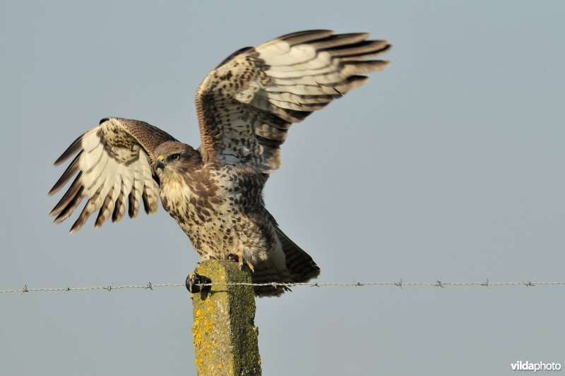 Buizerd