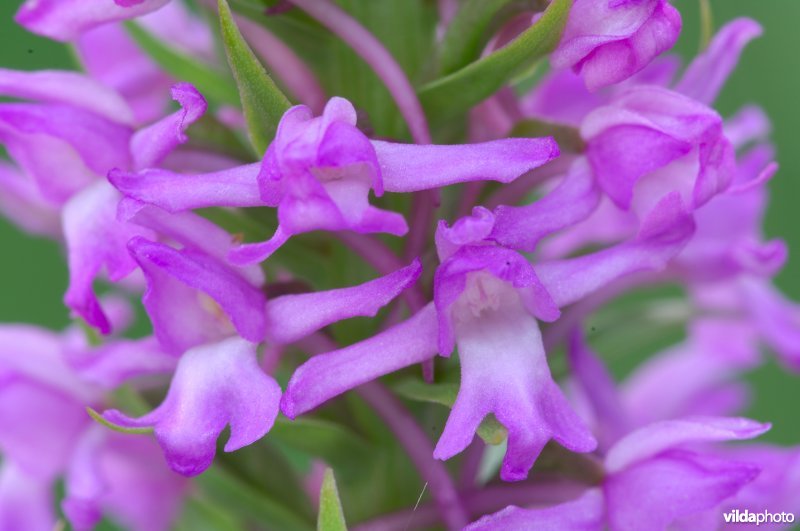 Uitkomende bloemen muggenorchis