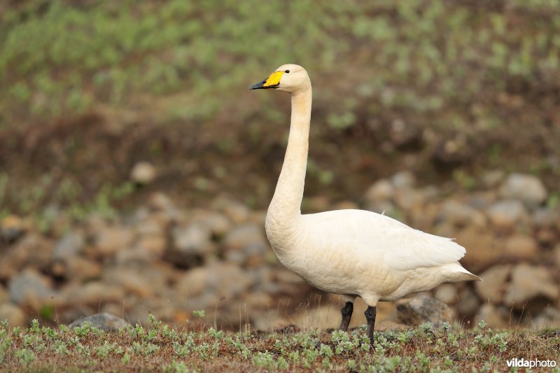 Wilde zwaan op IJslandse toendra