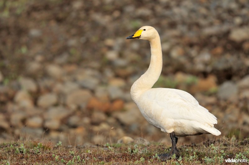 Wilde zwaan op IJslandse toendra