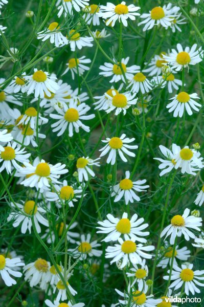 Bloemetjes reukeloze kamille