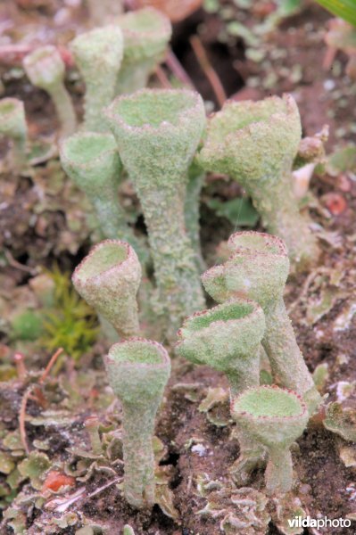 Bekertjesmos Cladonia