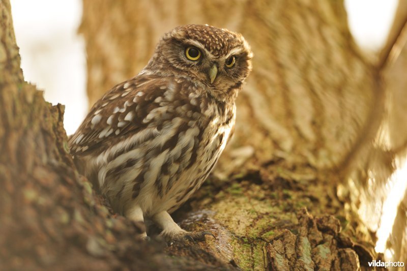 Steenuiltje in knotwilg