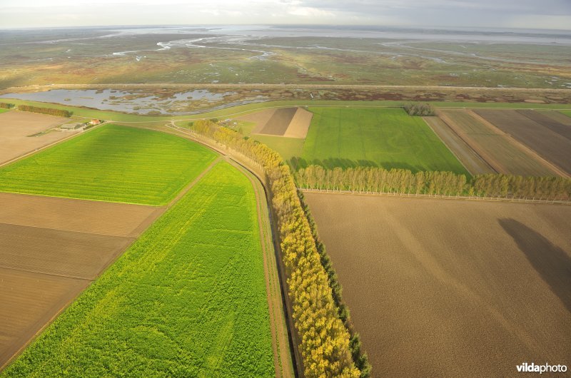 Hedwigepolder en Saeftinge