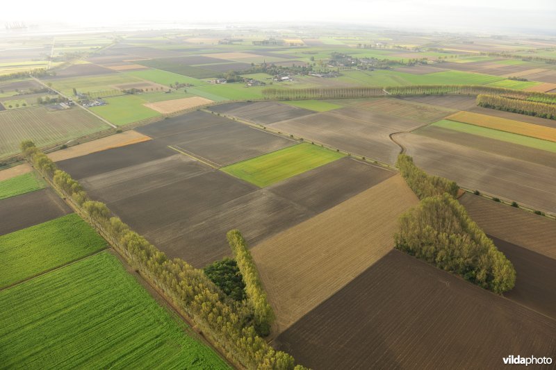 Hedwige en Prosperpolder