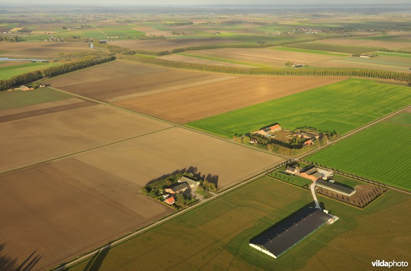 Boerderijen in de Hedwigepolder