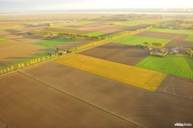Langestraat in de Prosperpolder