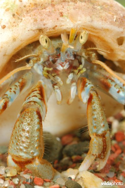 Gewone heremietkreeft