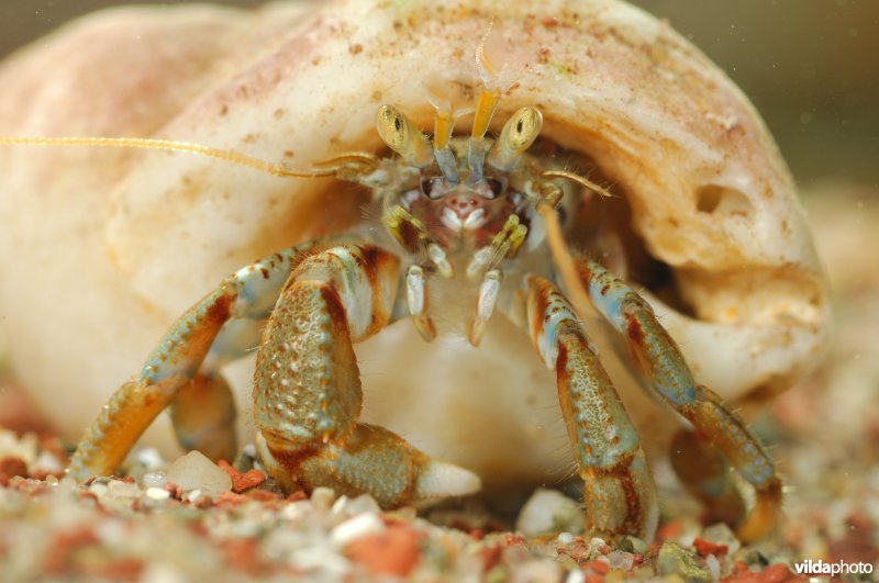 Gewone heremietkreeft