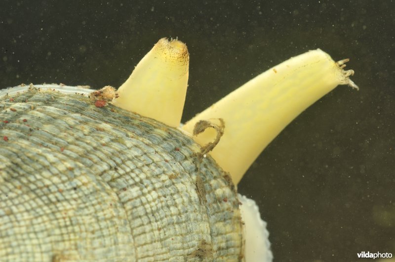 Geruite tapijtschelp