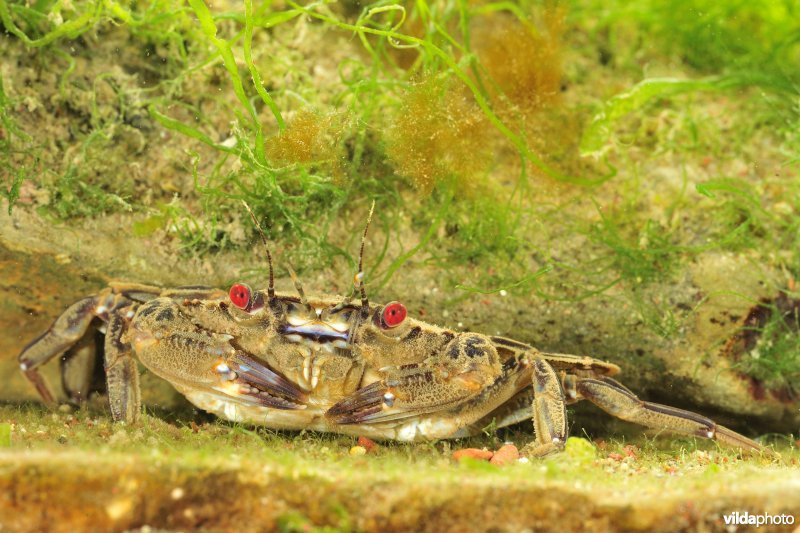 Fluwelen zwemkrab