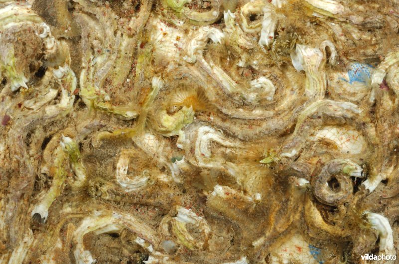 Kalkkokerworm
