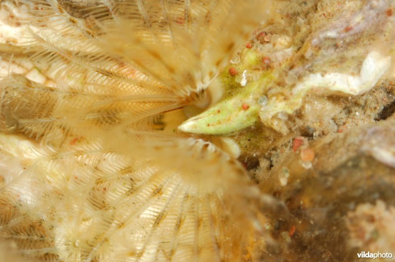 Kalkkokerworm