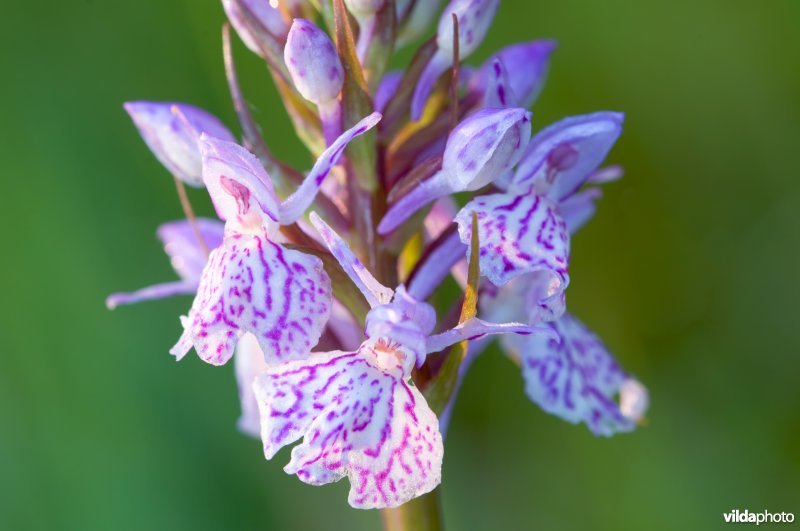 Bloeiende brede orchis