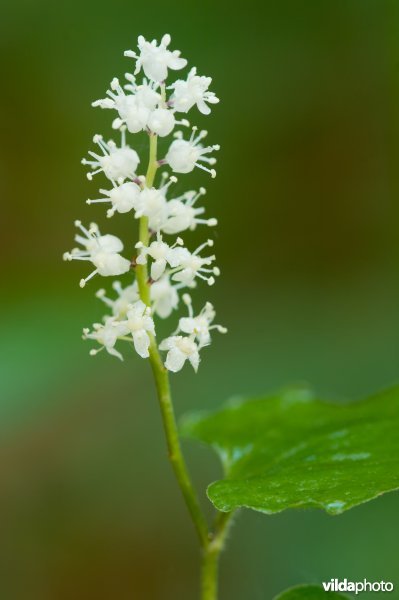 Bloeiend dalkruid