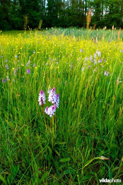 Gevlekte orchis