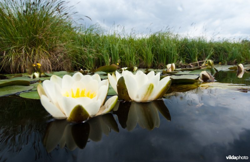 Witte waterlelie