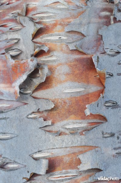 Schors van Zachte berk