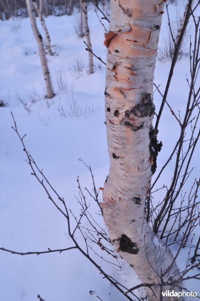 Schors van Zachte berk