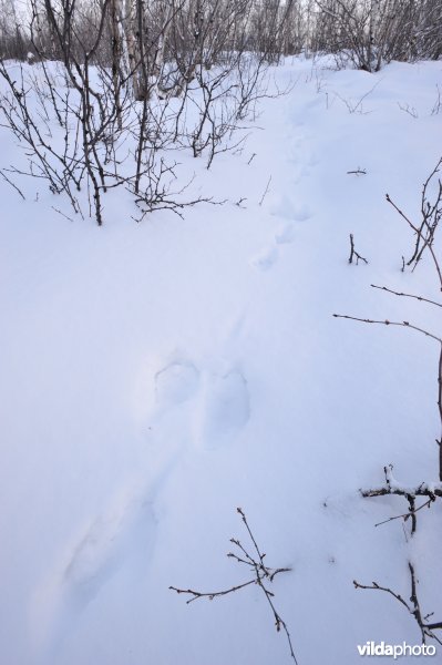 Spoor van sneeuwhaas in de sneeuw
