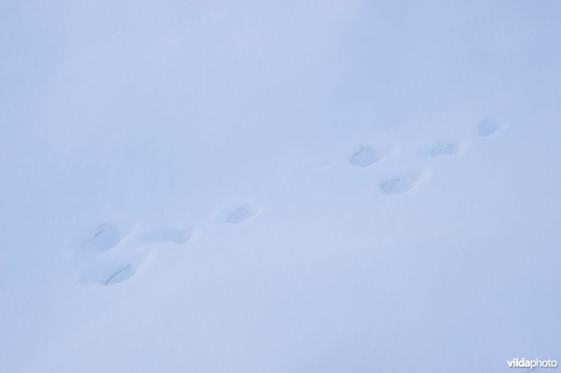 Spoor van sneeuwhaas in de sneeuw