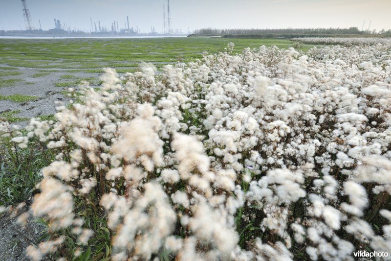 Uitgebloeide Zeeaster in Ketenisseschoor