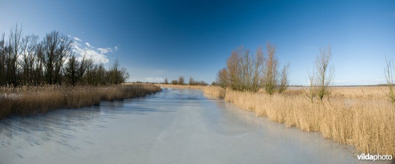 Vaart in de Oostvaardersplassen