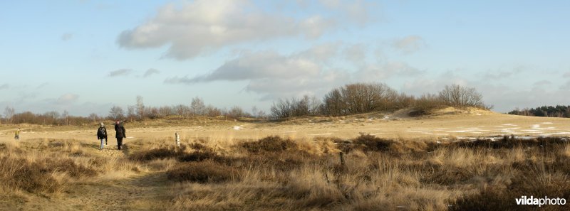 Recreanten wandelen door zandverstuivingslandschap in de Loonse en Drunense Duinen