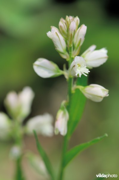 Vleugeltjesbloem