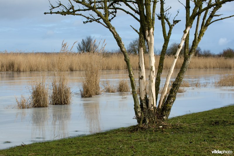 Vlier met vraatsporen