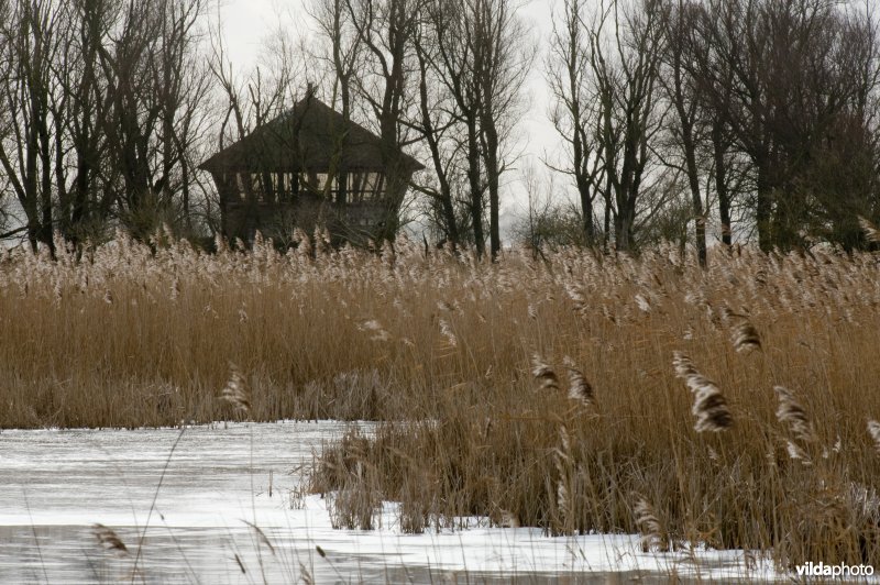 Observatiehut 'De Zeearend' in de Oostvaardersplassen