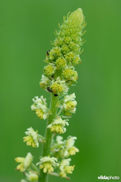 Bloempjes van Wilde reseda